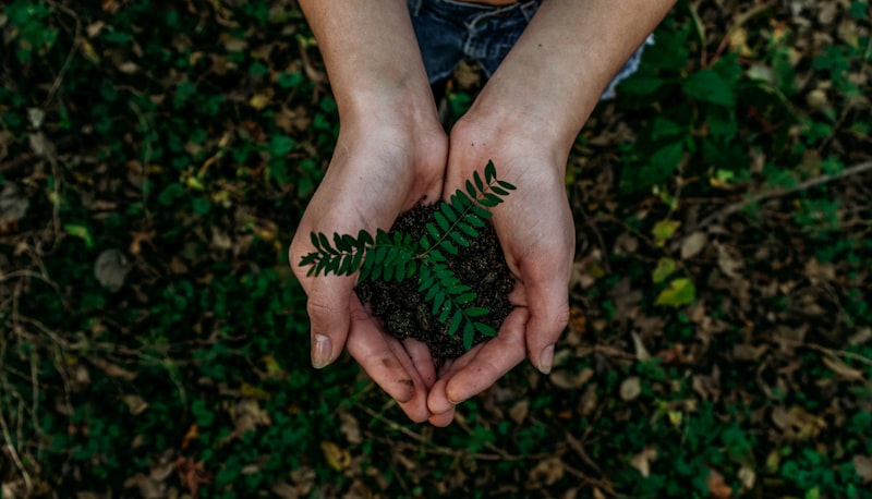 Forest Conservation